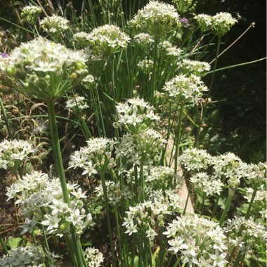 Garlic Chives