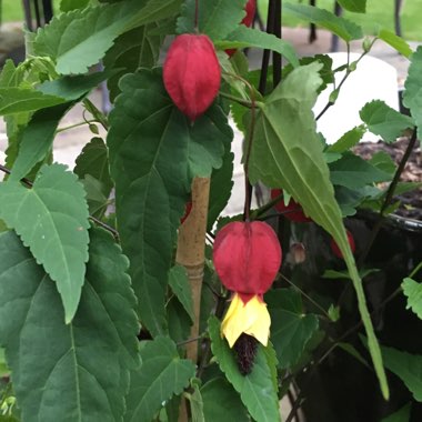 Chinese lantern