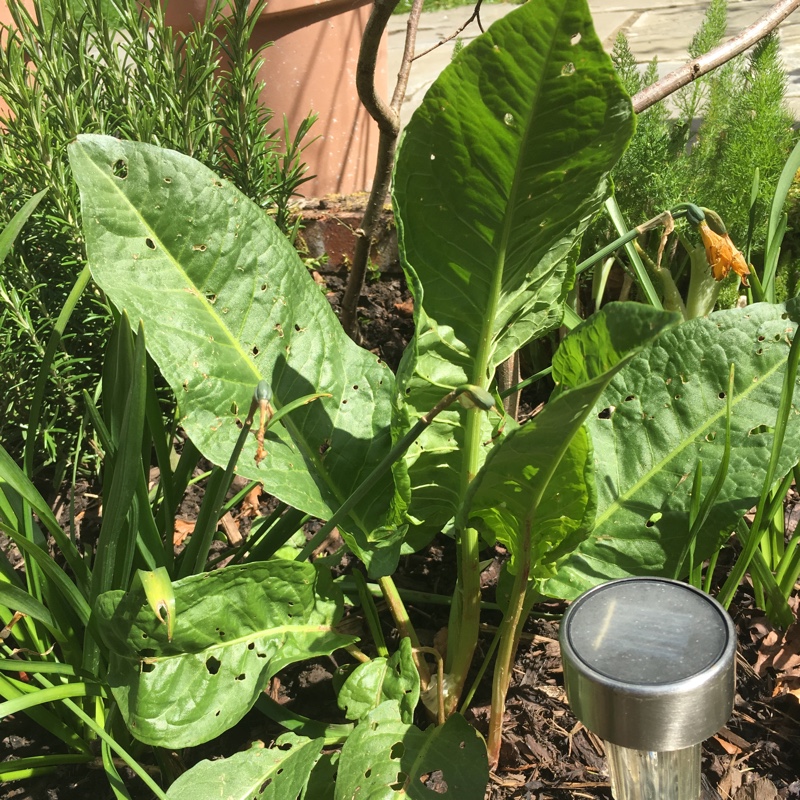 Plant image Rumex acetosa 'Red Veined'