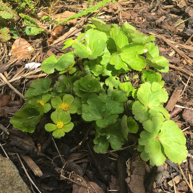 Plant image Hacquetia epipactis