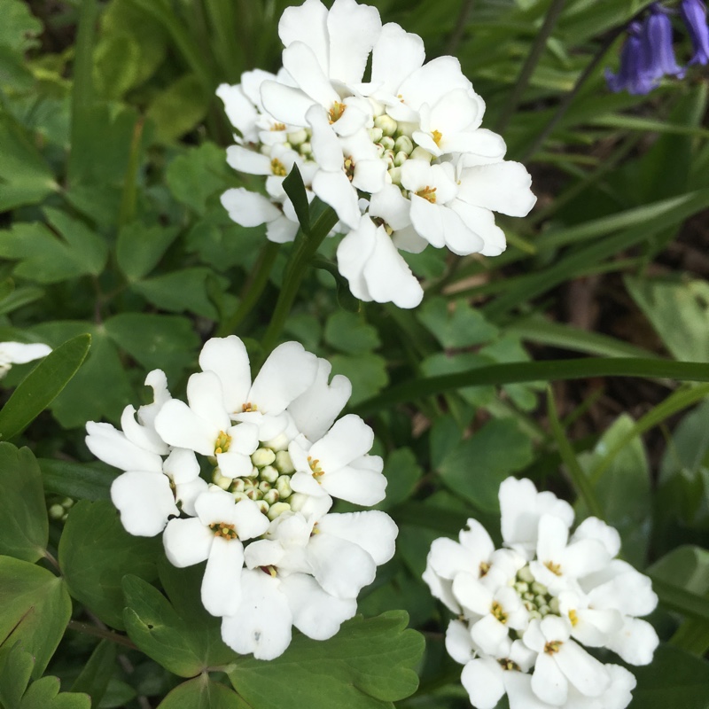 Plant image Iberis sempervirens 'Masterpiece'