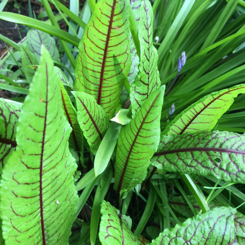 Plant image Rumex acetosa 'Red Veined'