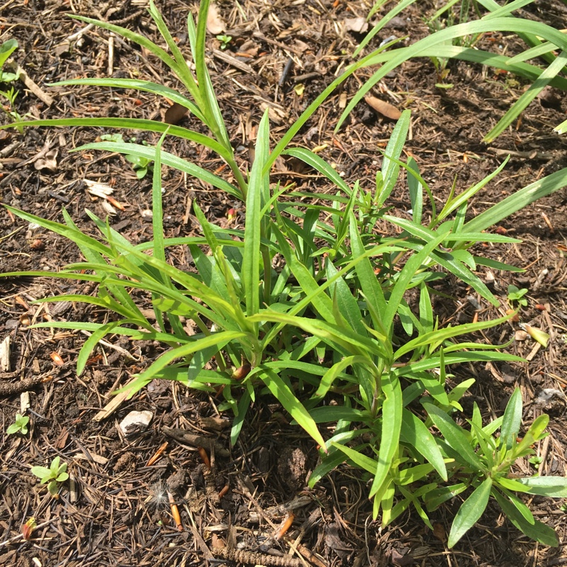 Plant image Penstemon 'Bridgesii'