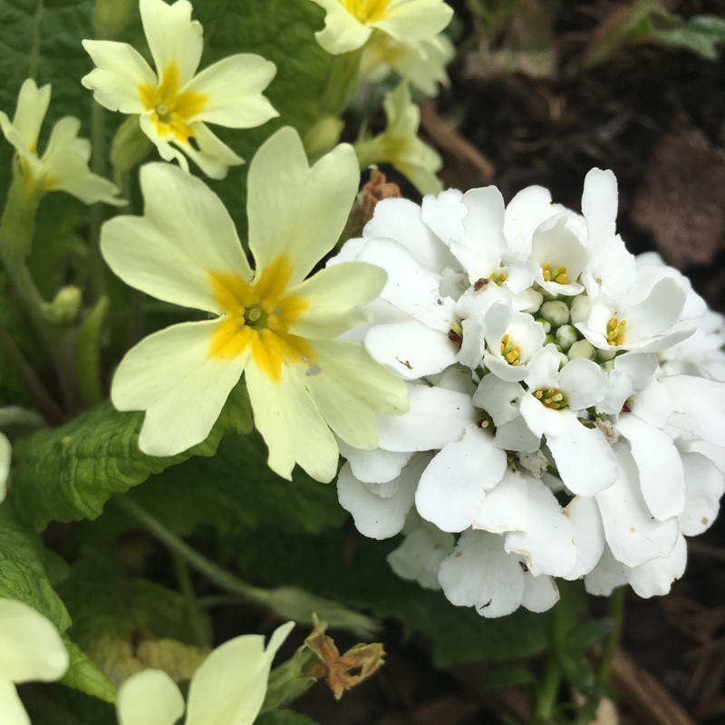 Plant image Iberis sempervirens 'Masterpiece'