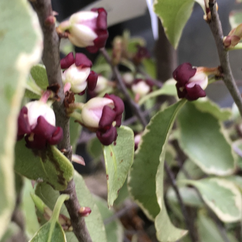 Plant image Pittosporum tenuifolium 'Silver Queen'