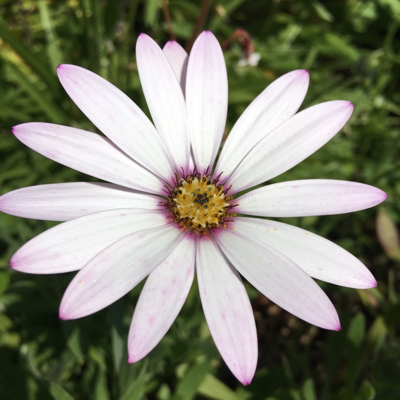 Osteospermum Ecklonis 'Akila White Purple Eye'