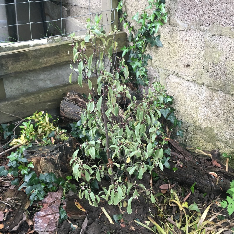 Plant image Pittosporum tenuifolium 'Silver Queen'