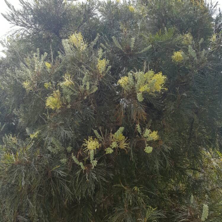 Plant image Grevillea 'Moonlight'