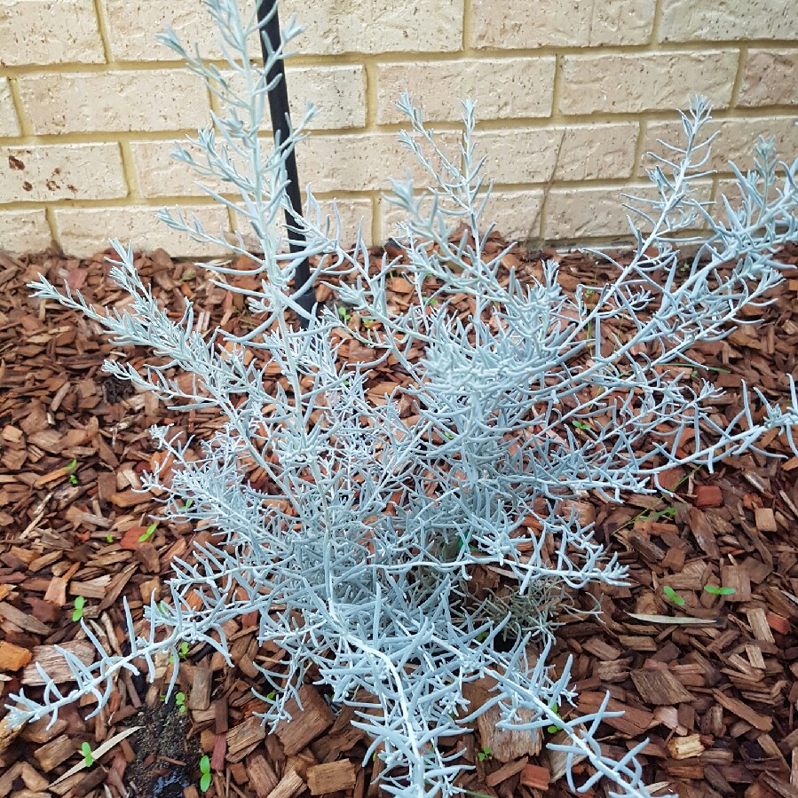 Plant image Eremophila