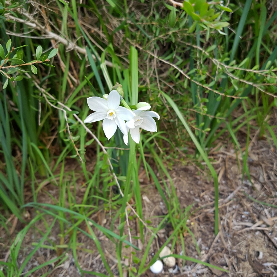 Plant image Narcissus