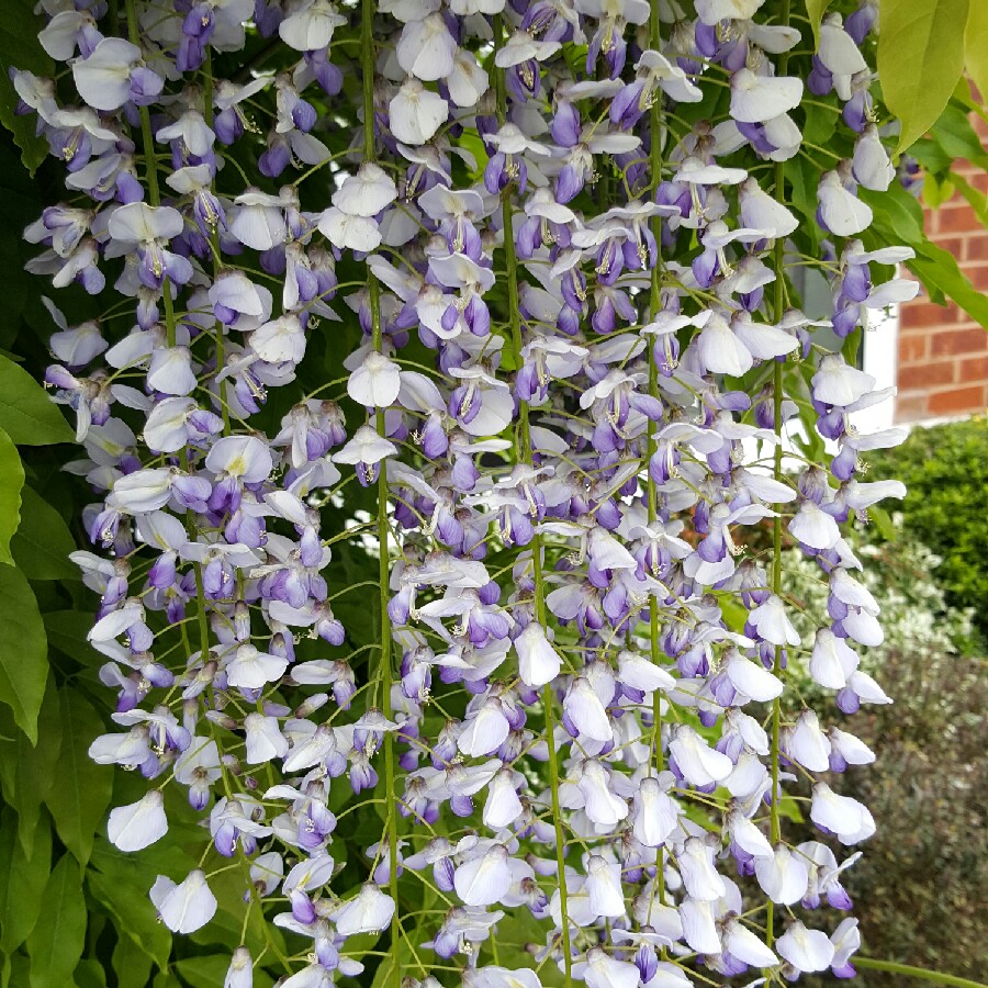 Japanese Wisteria