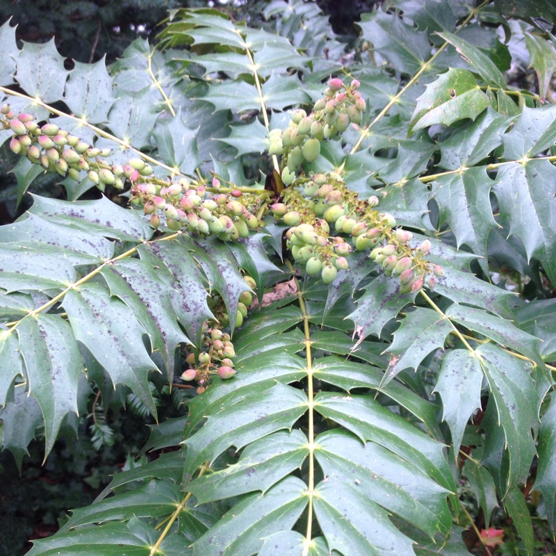 Oregon Grape