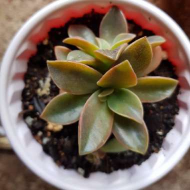 xGraptoveria Fred Ives