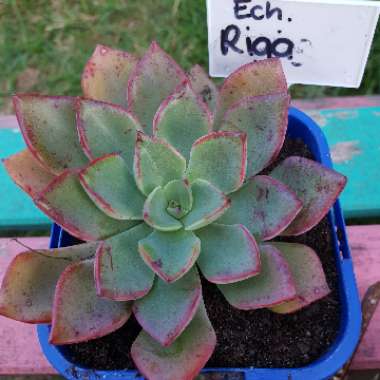 Echeveria 'Riga'