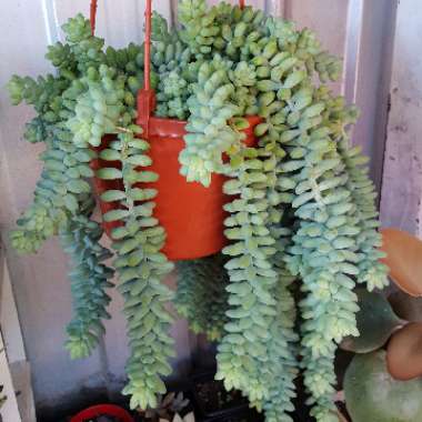 Sedum 'Burro's Tail'