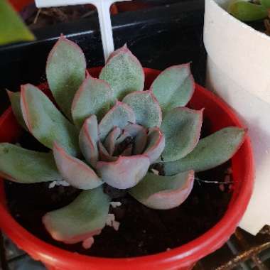 Echeveria 'Hercules'