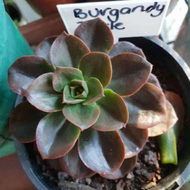 Echeveria 'Melaco'