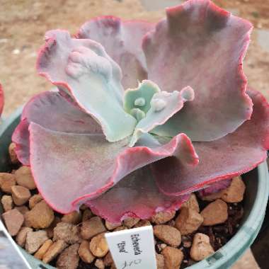 Echeveria 'Etna'