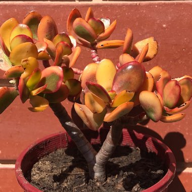 Crassula ovata 'Hummel's Sunset'