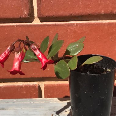 Kalanchoe uniflora 'Freedom Bells'