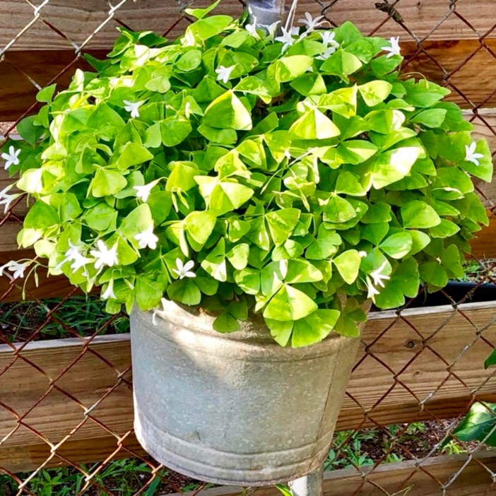 Plant image Oxalis regnellii var. triangularis