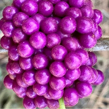 Callicarpa Bodinieri