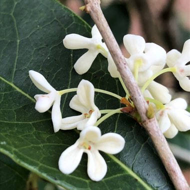 Osmanthus Fragrans