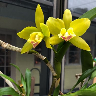 Cattleya Orchid Hybrid RTH 'Lemon Drop' NN