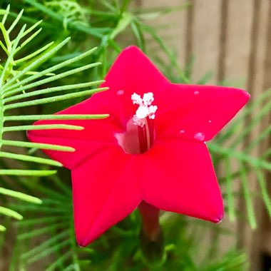 Ipomoea quamoclit  syn. Quamoclit pennata