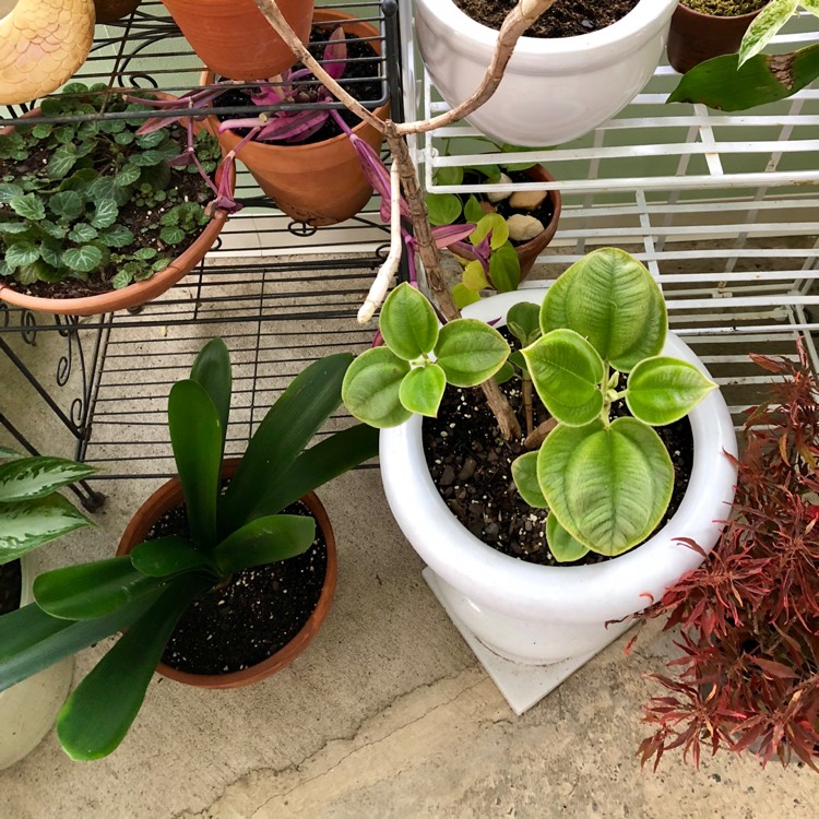 Plant image Tibouchina