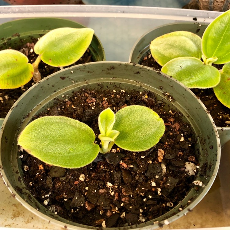 Plant image Tibouchina