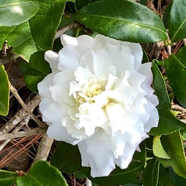 Camellia