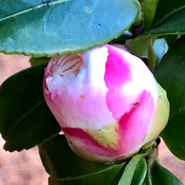 Camellia