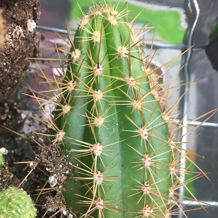 Plant image Echinopsis calochlora