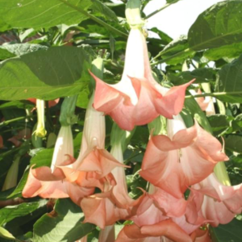 Plant image Brugmansia versicolor 'Ecuador Pink'