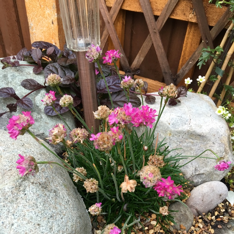 Plant image Armeria maritima 'Nifty Thrifty'