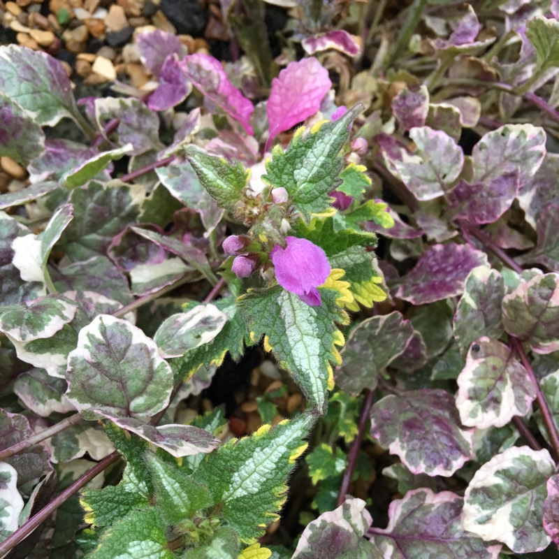 Plant image Lamium maculatum 'Golden Anniversary'