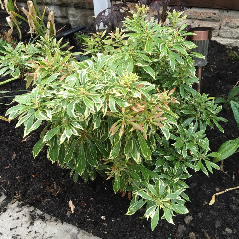 Plant image Pieris japonica 'Katsura'