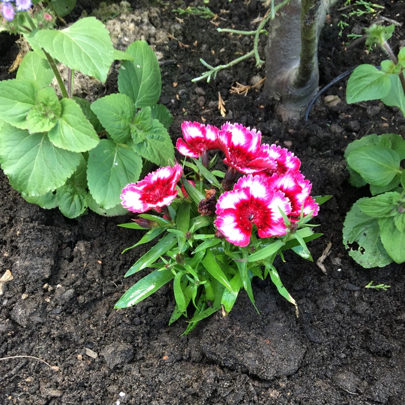 Plant image Dianthus diantica 'Strawberry Cream'