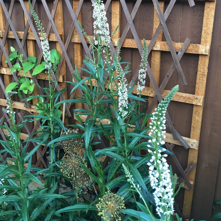 Plant image Lysimachia ephemerum