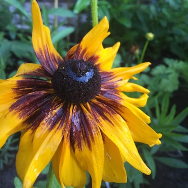 Rudbeckia