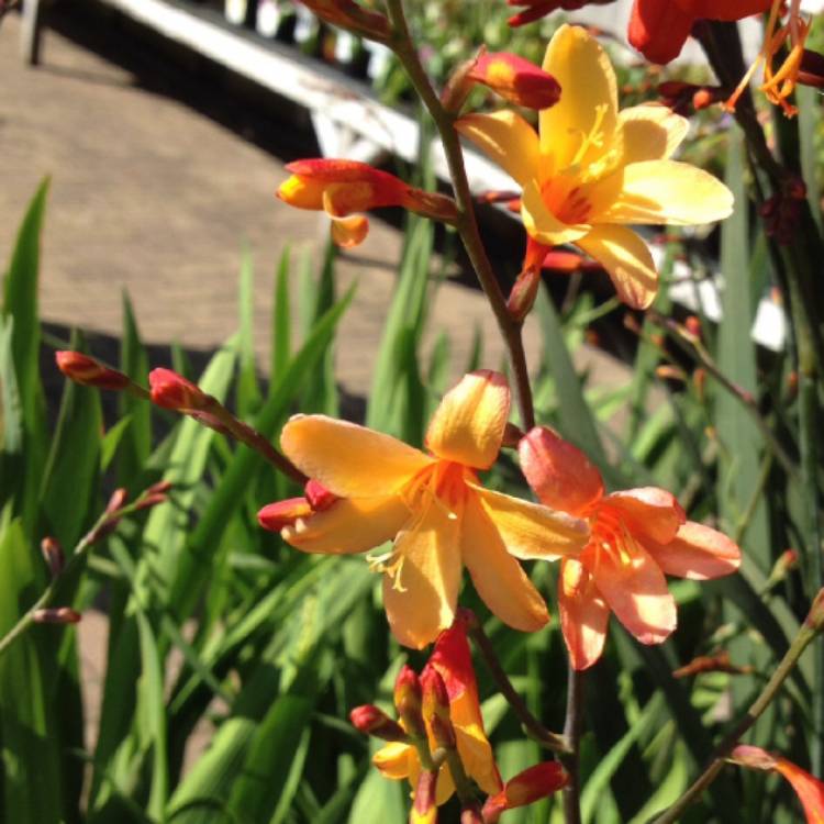 Plant image Crocosmia x crocosmiiflora 'Harlequin'