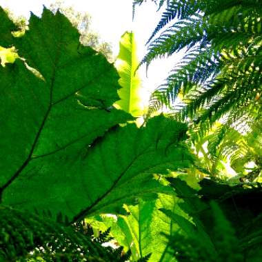 Gunnera magnifica