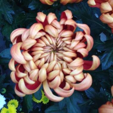 Chrysanthemum