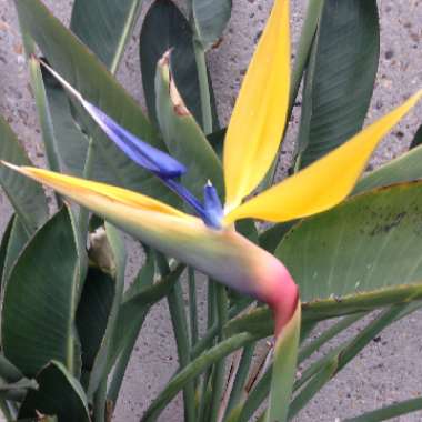 Bird Of Paradise