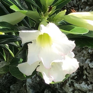 Adenium obesum