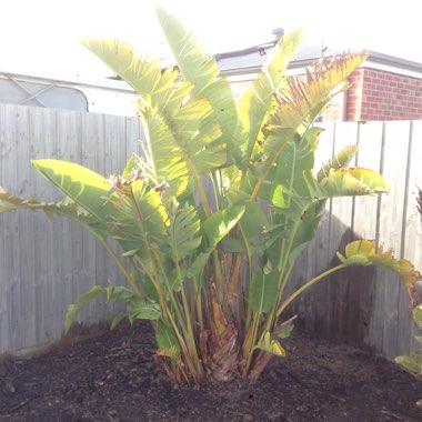 Giant White Bird Of Paradise