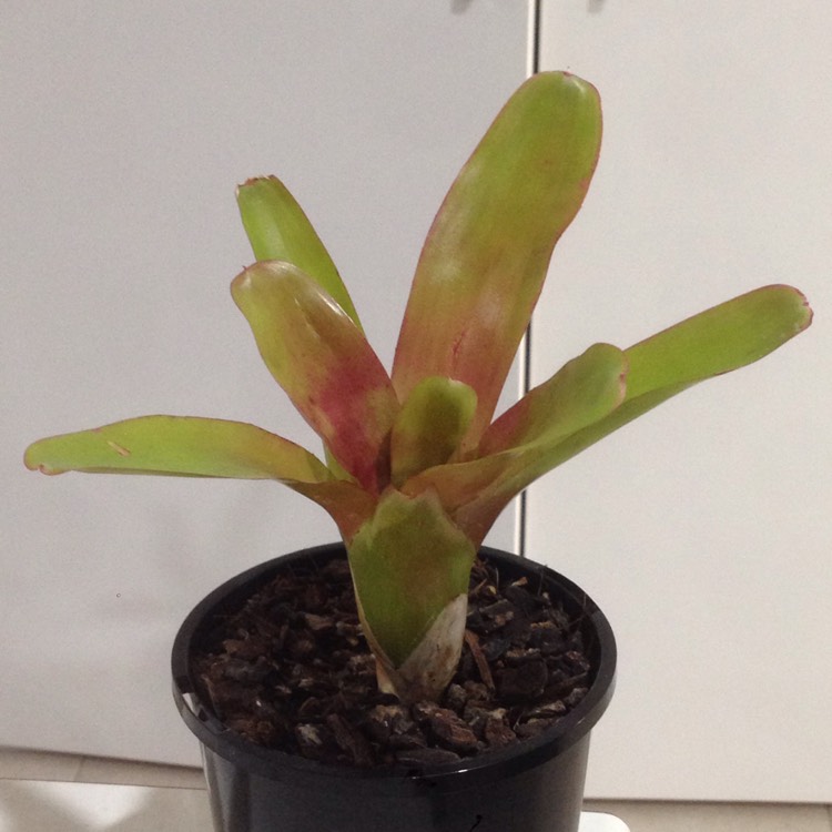 Plant image Aechmea blanchetiana