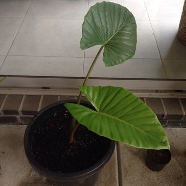 Elephant Ear (Alocasia)