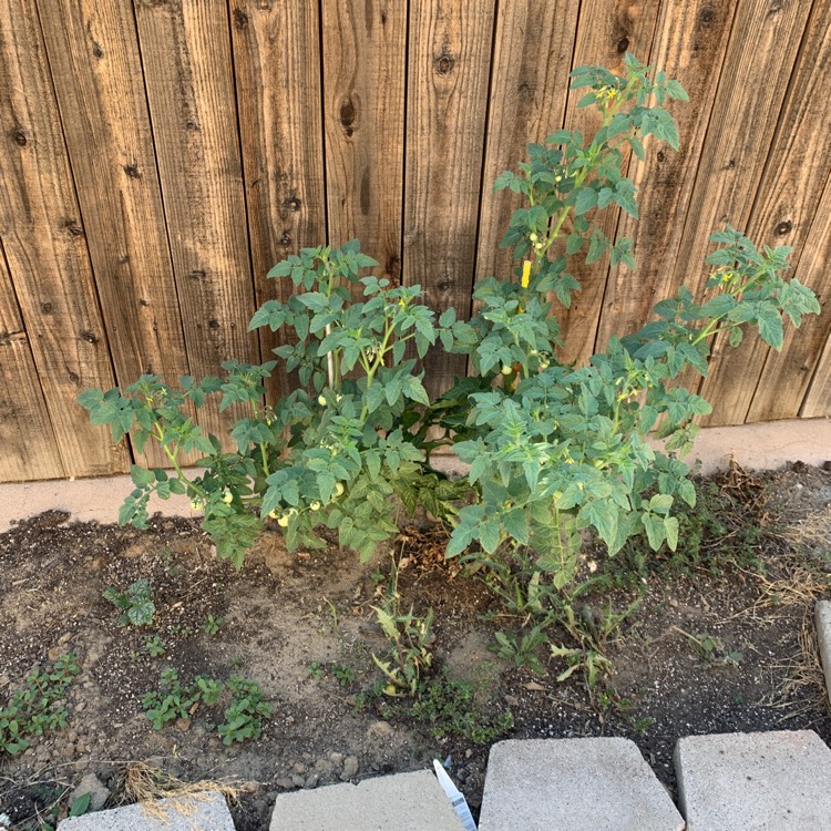 Plant image Solanum lycopersicum 'Husky Red'